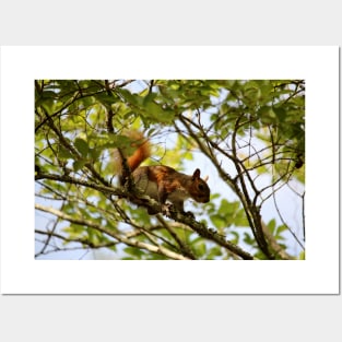 American Red Squirrel Posters and Art